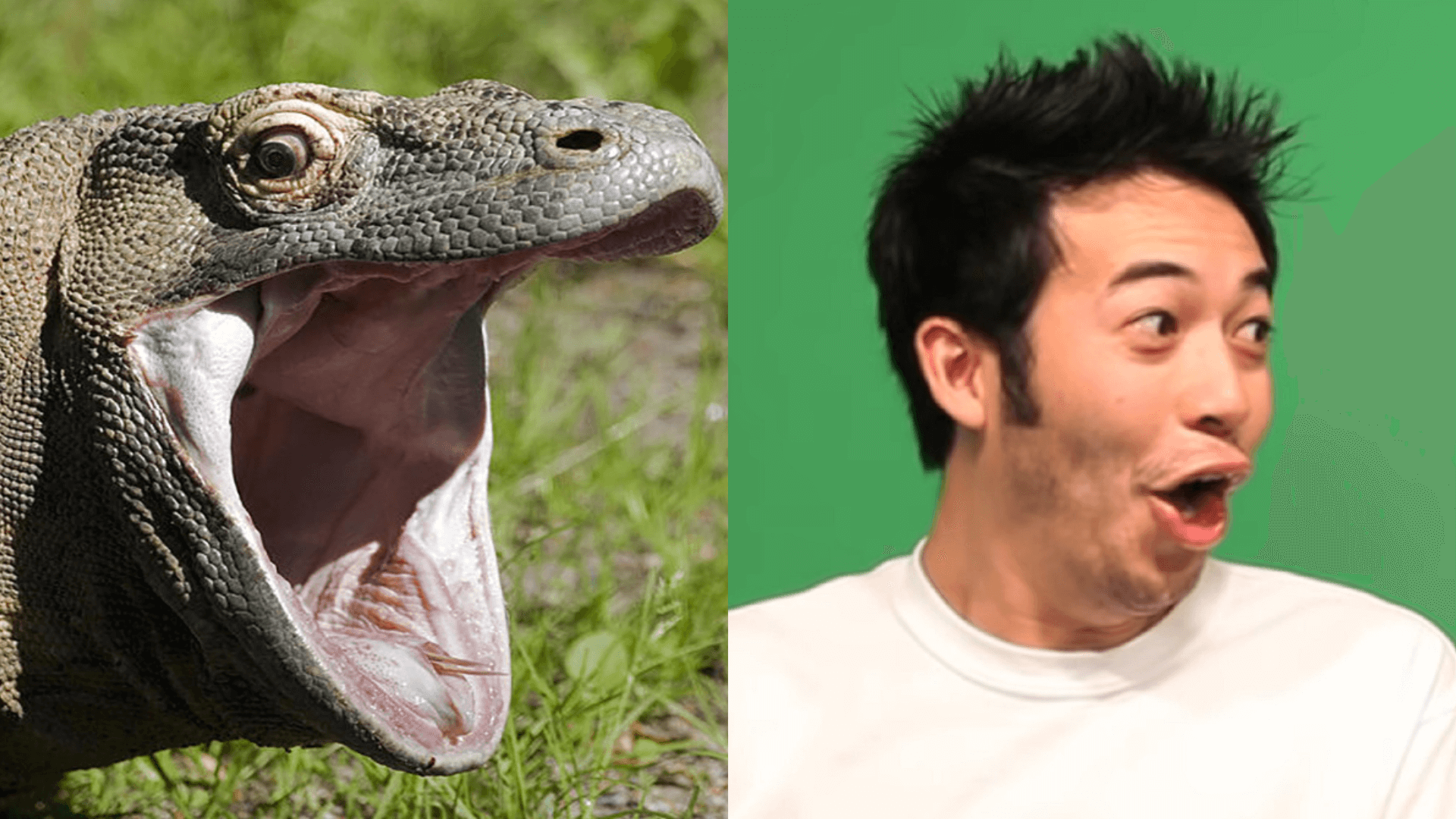 What does POG mean on Twitch?